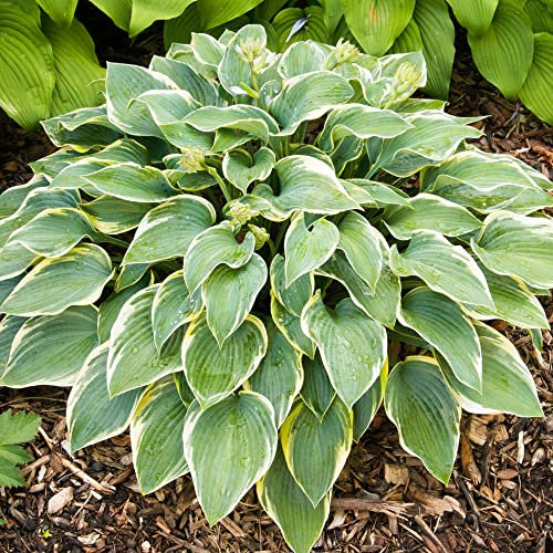 Hosta First Frost Hardy Deciduous Perennial Outdoor Garden Shrub in Plant Pot (20-30cm Incl. Pot)