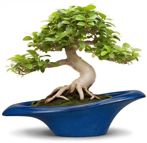 Teagas Bonsai-Baumtopf 45,7 cm – Keramik-Sukkulententöpfe, großer Bonsai-Pflanztopf für Innen- und Außenbereich, dekorativer Blumentopf mit Ablaufloch, Blumentopf für Zuhause, Garten, Raumdekoration,