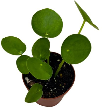 BubbleBlooms Chinese Money Plant Pilea Peperomioides in a 2 inch Pot