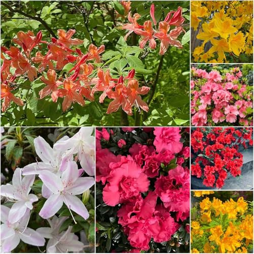 rododendro - semillas semillas de jardín resistentes exterior decoración balcones bonsái rododendro arbustos con resistentes jardín 350pcs