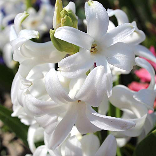 Portal Cool Seeds: 5 Bulbs: Hyacinth White Mixed Bedding Outdoor Spring Flowering Bulbs Plants Orientalis