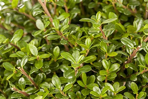 Japanische Stechpalme Ilex crenata Glorie Gem 20-30 cm winterhart | Sonnig bis halbschattig, schnittvertraeglich, ideal für Formhecke und Beeteinfassung, robust und langlebig