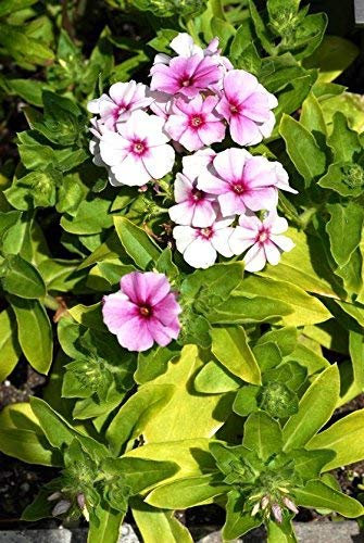 25 Phlox Phlox Seeds 21st century Rosa Stella Phlox Drummontii very flashy!