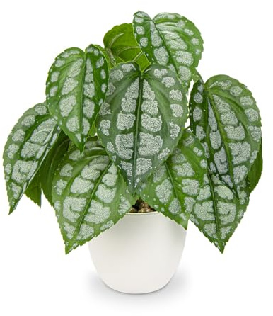 Oairse Artificial Plants in Pots 24cm Small Faux Watermelon Peperomia Potted Plants Decorative Realistic Small Fake Plant for Home Office Kitchen Bathroom Desk Shelf Decoration