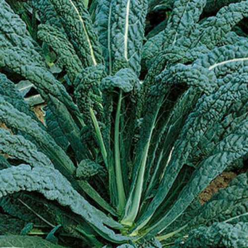 Nero Di Toscana Kale Seeds – 200 Seeds of Cavolo Nero Kale – Suitable Outdoor Planting in Beds, Pots or Soil in Allotment, Balcony or Garden – Packed in UK by Meldon Seeds