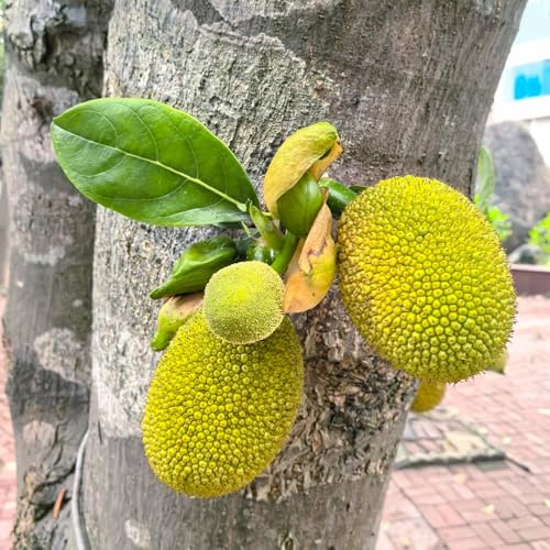 semi di jackfruit, acquistare da da balcone nani resistenti esterno resistenti colonnare vecchie varietà semi rari 15pcs