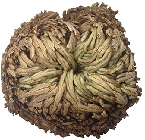 Bontannd Rose Der Auferstehungsanlage Air Farn Spike Moos Live - Selaginella Lepidophylla