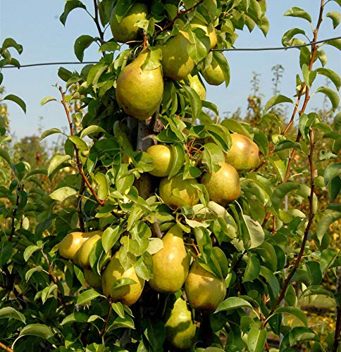 Birne Williams Christbirne 60-80cm - aromatische und feinwürzige Früchte - lebende Gartenpflanze aus den Baumschulen