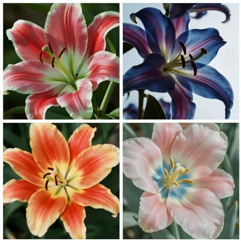 Vnuhgzs Lirio oriental de fácil cuidado/Decoración interior y exterior/Fácil cultivo-10 bulbos-A