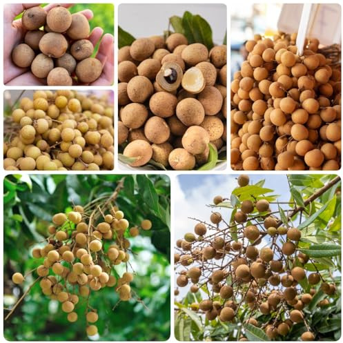 Dimocarpus, Longan, säulenobst winterhart winterharte für balkon obstsamen obstgarten zwergobstbäume garten 100Samen