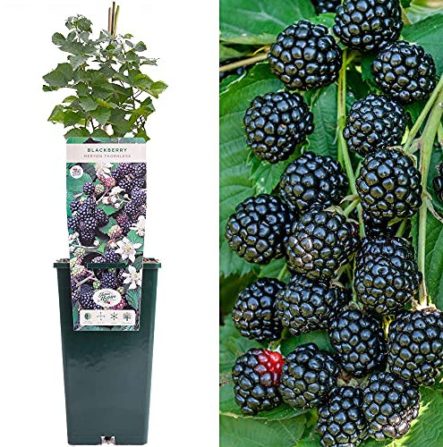 BlackBerry Rubus Merton Thornless | Deciduous Fruit Plant Shrub | 30-50cm Potted