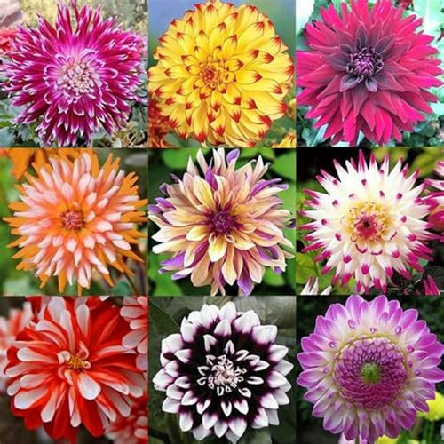 Dahlia Bulbs Mix for Planting Now UK,Strong Plants That Grow Well,Wedding Flowers,Hardy Perennial,Dahlia Tubers Bulk,Beauty of Garden,Gift Ready-5bulbs-F
