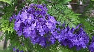 40 Semi di Jacaranda (Jacaranda Mimosifolia) - Albero Ornamentale con Fioritura Viola