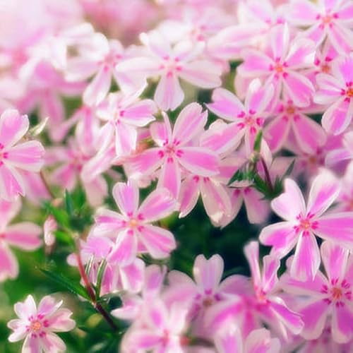 Pink White Creeping Phlox, Starter Phlox Live Plant, Well Rooted, Creeping Perennial Ground Cover