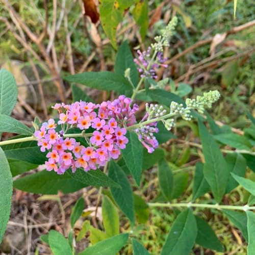 Semi di arbusto farfalle, Buddleja davidii, giardino arbusti a crescita rapida rare esotiche semi selvatici farfalle da esterno resistenti serre da balcone 180pcs