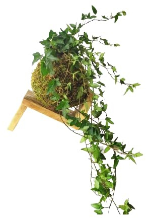 Árbol Natural KOKEDAMA Artesanal DECOALIVE Planta Hiedra en Bola de Musgo