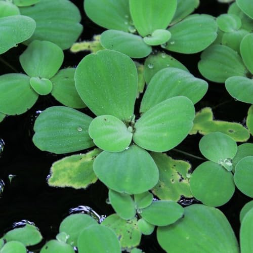Semillas de lenteja de agua - jardín acuario extraño acuario estanque acuáticas regalos para jardineros exótico productos sostenibles verdes 500pcs