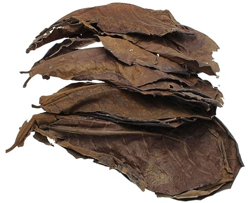 Confezione di 10 foglie di Catappa, biodegradabili, per acquari d'acqua dolce e ecosistema sano, prodotto per la cura dei pesci, decorazione per acquari d'acqua dolce e acquari naturali