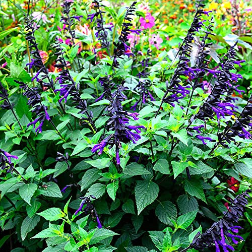 Salvia Amistad Sage Tall Upright Scented Perennial Purple Flowering Potted Plant (9cm Pot, 15-30cm)
