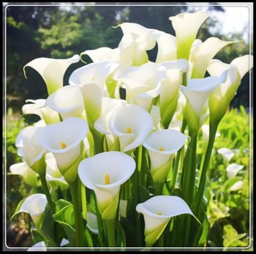 Mehrjährige Calla-Lilie, Elegante Gartenknolle, Winterharte Calla-Lilie, Einfach anzubauen und zu pflegen, Gedeiht gut in Töpfen.-10 Rhizome-B