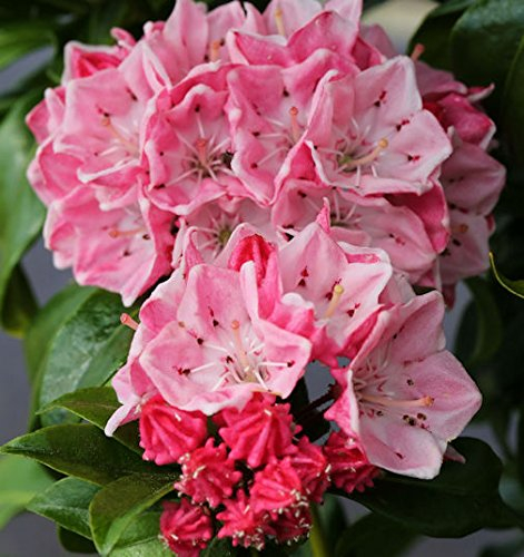 Großer Berglorbeer Olympic Fire 15-20cm - Kalmia latifolia - lebende Gartenpflanze aus den Baumschulen