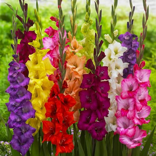 Bulbi Fiori Perenni da Esterno - 50 Bulbi Gladiolo Budget Flower - Mix di 7 Varietà - Grandi Piante - Piante Esclusive dall’Olanda - per giardino e vaso (senza semi, non artificiali e resistenti)