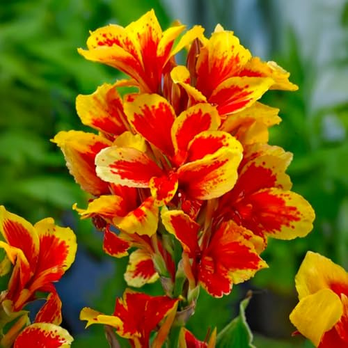 Bulbi di CANNA INDICA | Bulbi provenienti dai migliori produttori Olandesi | Esclusiva selezione e controllo qualità | Fioritura garantita dal primo anno. (1 Canna Indica REINE CHARLOTTE)