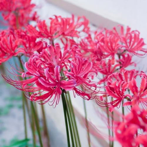 bulbi di giglio ragno, bulbi di sangue, giardino regali per gli amanti del giardino vecchie varietà a precoce esotiche resistenti rare decorativi 3pcs