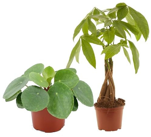 DECOALIVE Set Plantas del Dinero: Pilea Ppeperomioides Planta China del Dinero y Pachira Aquatica Árbol del Dinero
