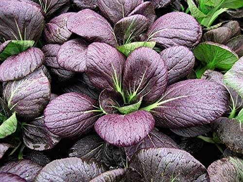 TEADERSA 200pcs Purple Lady Bok Choy Seeds Pak Choi Seeds USA Pok Vegetable Seed