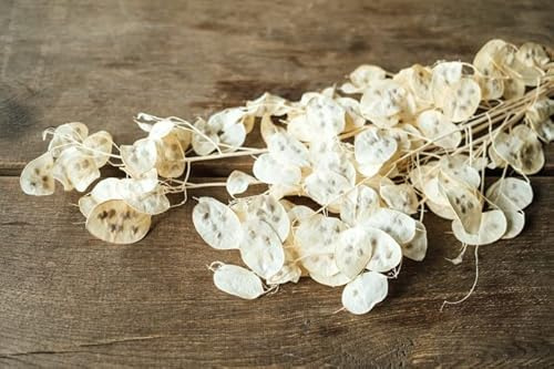 NaDeco Lunaria im Bund, Größe ca. 80cm | Silberblatt | Lunaria getrocknet | Boho-Style | Trockenblumen | getrocknete Blumen | Trockenstrauß | getrockneter Blumenstrauß | Boho-Deko