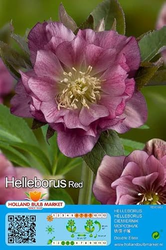 CHRISTROSEN - SPARSET : 3 RHIZOME Christrose Schneerose Lenzrose Helleborus  Double Ellen Red  winterhart 1 Rhizom