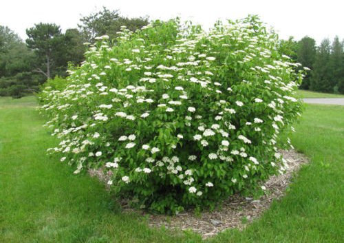 Viburno Viburnum dentatum meridionale arbusto ornamentale, 25 halb