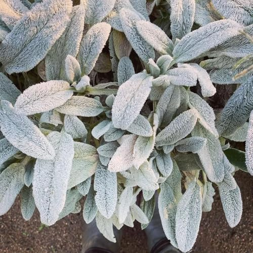 wollziestsamen, garten, bodendecker winterhart mehrjährig, hochbeet, exotisch, 150pcs