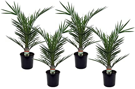 Plant in a Box - Phoenix Canariensis - 4er Set - Kanarische Dattelpalme - Topf 15cm - Höhe 50-60cm - Winterhart - Palme draußen