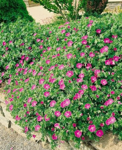 Geranium sanguineum 'Inverness' 9x9 cm Topf – Winterhart, Mehrjährig, Pflegeleicht – Blutstorchschnabel – Bodendecker für Beet & Steingarten