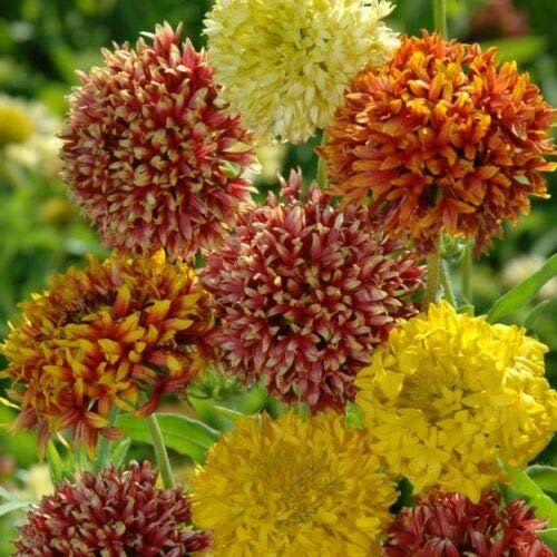 Graines fraîches - Gaillardia - Doppio Mixte - 300 Semi