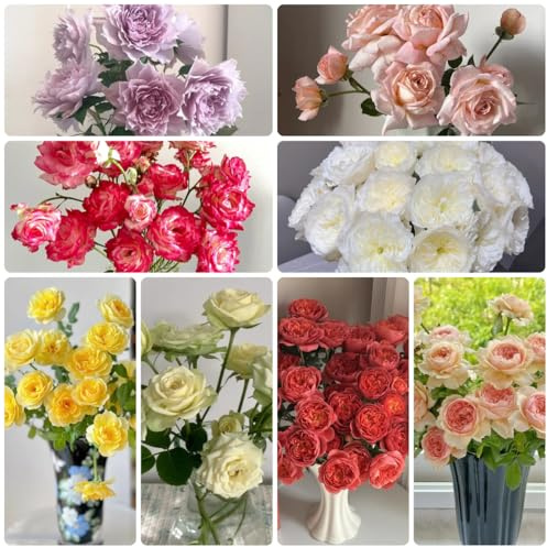 semillas de rosal resistente de para camas elevadas, pared verde de rosal trepador y fragantes de balcón perennes y resistentes 125pcs