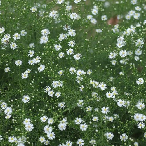semillas de brezo, Variedades antiguas, raras exóticas decoración camas elevadas jardín perenne balcón orgánico resistentes 500pcs