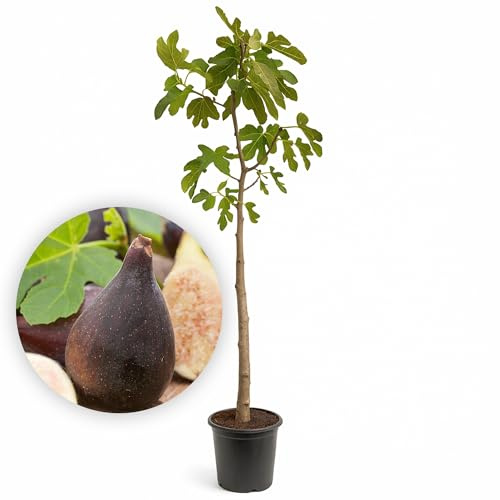 LEMON FLOWERS | Feigenbaum 'Rouge de Bordeaux' 160-175 cm – Ficus Carica – Winterharter Feigenbaum bis -17°C – Selbstbefruchtend & Aromatisch