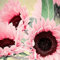 Luojuny Semi di girasole, 30 pezzi di semi di fiori agglomeranti irrigazione media attraenti semi di girasole misti naturali forniture da giardino Rosa