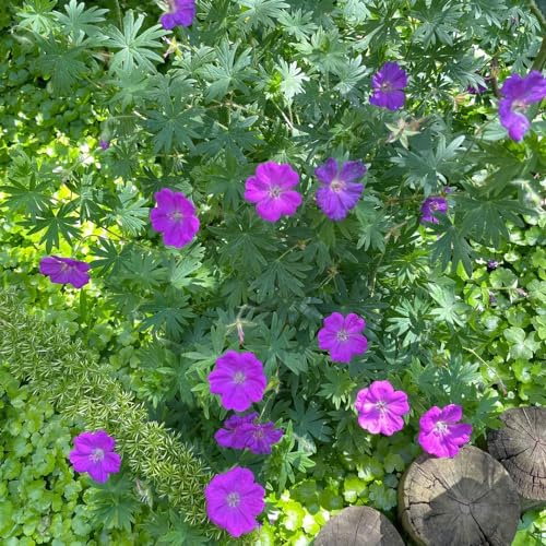 storchschnabel schmetterlingsflieder indoor garten exotische zimmerpflanzen kräutersamen pflanzenkübel gartendeko für draußen frühlingsblumen blumensaat dachbegrünung balkon garten 250samen