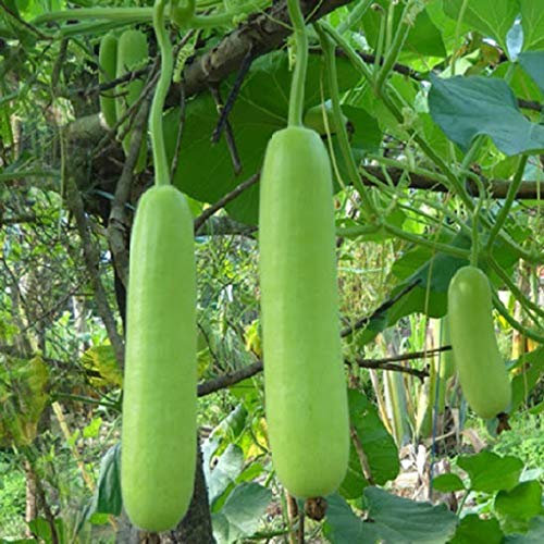 Kaktus Rosso fico d'India Semi di piante di cactus