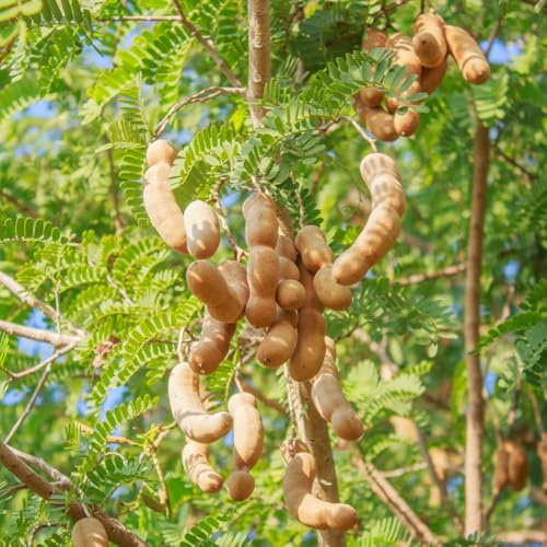semi di tamarindo biologici di fresca, decorazione da giardino per esterni di tamarindo da giardino resistenti biologici da colonnari, 90pcs