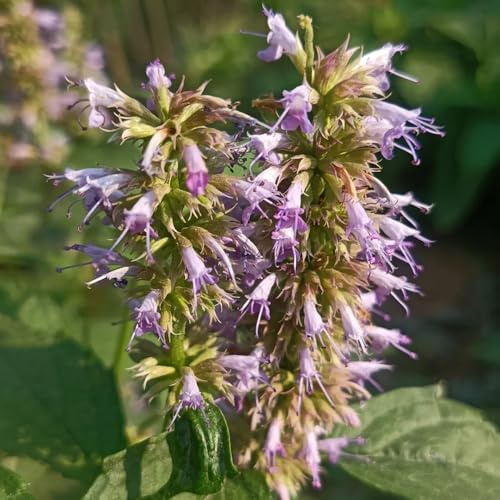 Semi di ortica profumati - perenni Agastache foeniculum - selvatiche rare semi di da cucina 150pcs