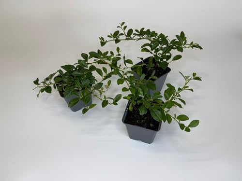 40 Stück,Topf 9cm, Bodendecker kriechend Cotoneaster dammeri Radicans