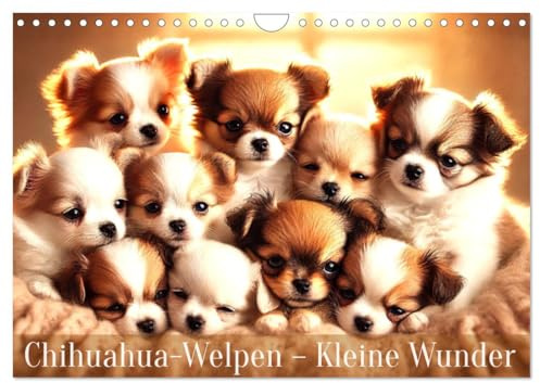 Chihuahua-Welpen – Kleine Wunder (Wandkalender 2026 DIN A4 quer), CALVENDO Monatskalender: Ein Jahr voller flauschiger Chihuahua-Freude (CALVENDO Tiere)