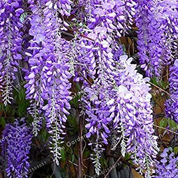 . Wisteria Fiore di Glicine Viola Giallo Bianco Rosa Glicine Piante Ornamentali da Interno Fiori 10 pc/Bag: 1