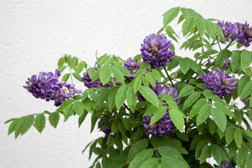 Wisteria frutescens 'Longwood Purple' 40-60 cm – Winterhart, Mehrjährig – Amerikanischer Blauregen – Kletterpflanze für Pergola & Rankhilfe