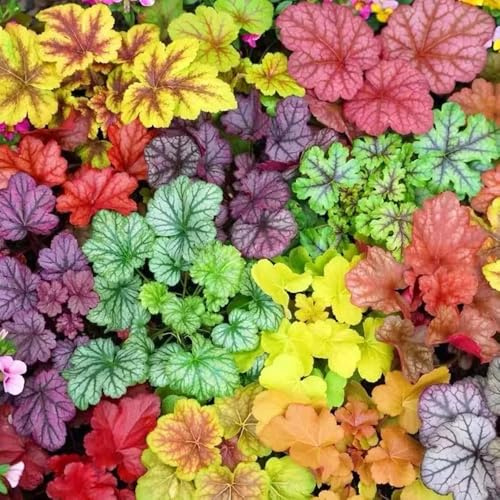 Semillas de campana morada - Semillas de Heuchera - perennes resistentes 150pcs